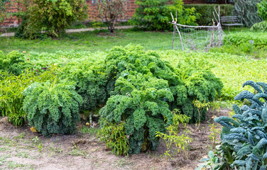 Group of fresh green kale plants in an organic garden, outdoors on an autumn day.