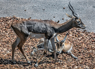 Persian goitered gazelles. Latin name - Gazella subgutturosa	
