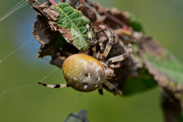 Four-spot orb-weaver // Vierfleckkreuzspinne (Araneus quadratus) 