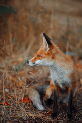 Naklejka na ściany i meble A wild fox sits and looks away against the backdrop of autumn nature.