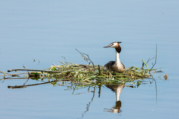 Haubentaucher im Nest