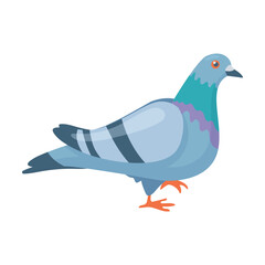 Fototapeta premium Wild gray pigeon. Breeding domestic pigeons. Cartoon vector isolated on white background