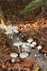 Champignon Mucidule visqueuse