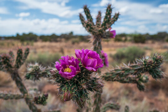 Usa, New Mexico, Santa Fe, Close-up of looming cholla cactus in desert