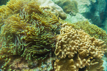 Fototapeta na wymiar Underwater coral reef turquoise water sea life