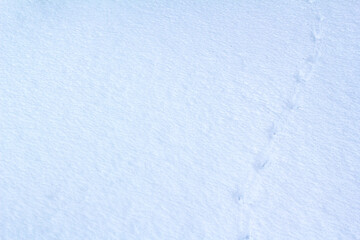 Bird footprints in the snow. natural background. copy space