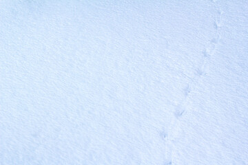 Bird footprints in the snow. natural background. copy space