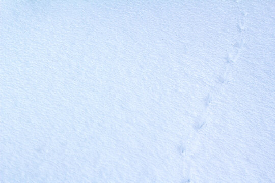 Bird footprints in the snow. natural background. copy space