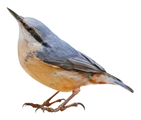 Deurstickers Eurasian nuthatch or wood nuthatch (Sitta europaea), PNG, isolated on transparent background © Robin