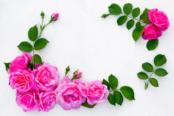 rose flowers and green leaves on a pink background. Springtime composition with copyspace. isolated on a White background