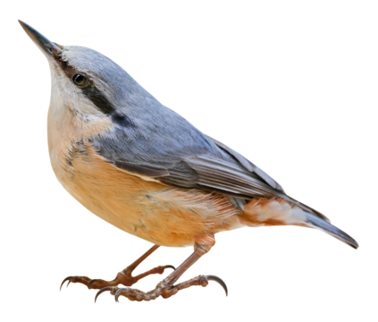 Eurasian nuthatch or wood nuthatch (Sitta europaea), PNG, isolated on transparent background