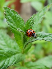 Ladybug on a leaf