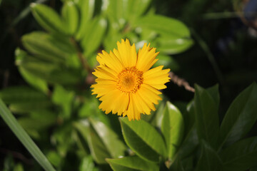 blume