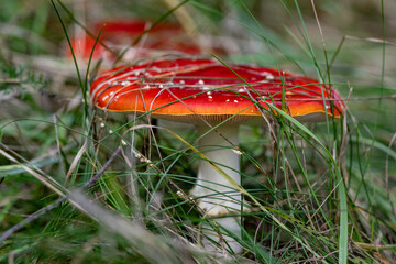 Fly agaric - amanita muscaria