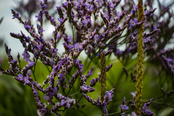 blume