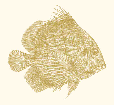 Spotted sicklefish drepane punctata, marine fish in side view
