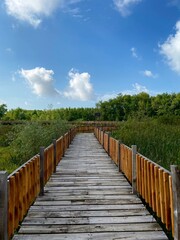 wooden bridge in the forest