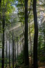 Marburger Wald, Lichtstimmung Morgennebel
