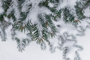 Fir tree branches covered with snow, view from the top