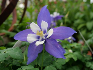 The beauty of colorful flowers in spring.