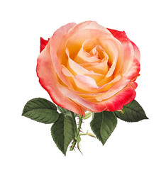 Roses isolated on white background