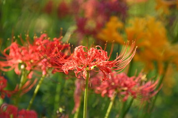 高浜カラフル彼岸花