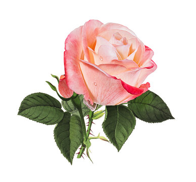 Roses isolated on white background