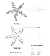 Oral View and Aboral View Star Fish Outline Design