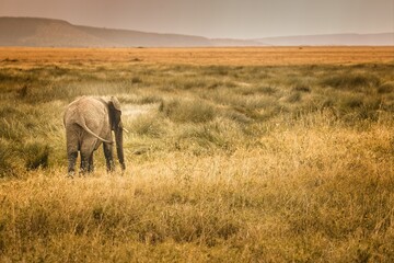Lonely elephant in the savannah of the Serengeti looking out for some fellow elephants