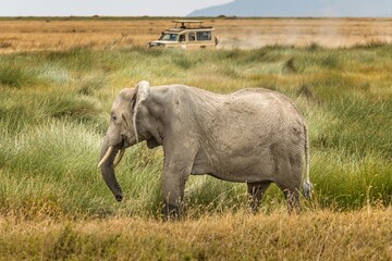 Fototapeta premium An african elephant walking through the savannah of the Serengeti, Tanzania