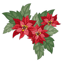 Red Poinsettia (Euphorbia Pulcherrima) illustration (Design Element)