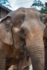 Fototapeta premium portrait of Lao Elefant at Luang Prabang, Laos PDR, South East Asia. High quality photo