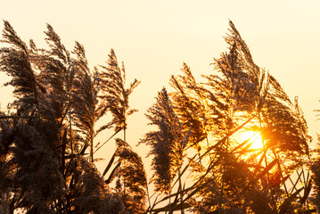 Phragmites australis Common reed with sun shining through reeds at sunset in wetlands