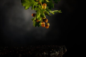 Herbstfoto mit Eicheln fotografiert im Fotostudio