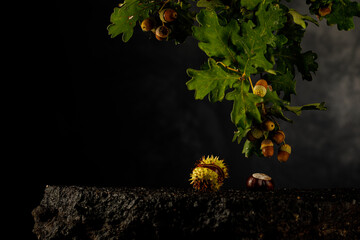 Herbstfoto mit Eicheln fotografiert im Fotostudio