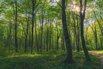 Sun beams through thick  trees branches in dense green forest