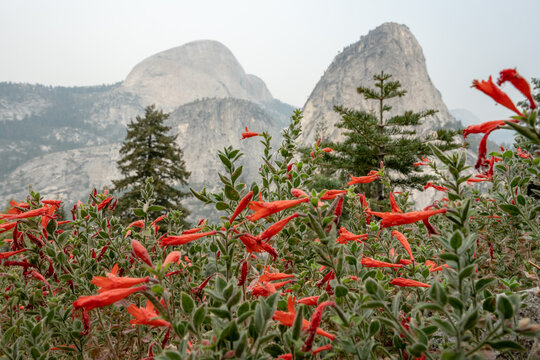 Liberty Cap And Half Dome Rise Above Red Flowers And Pine Trees From The John Muir Trail In Yosemite