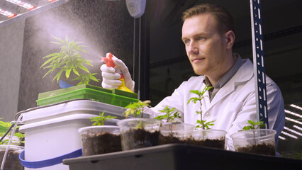 Caucasian expert cannabis scientist using foggy spray to water the marijuana seedlings in medical...