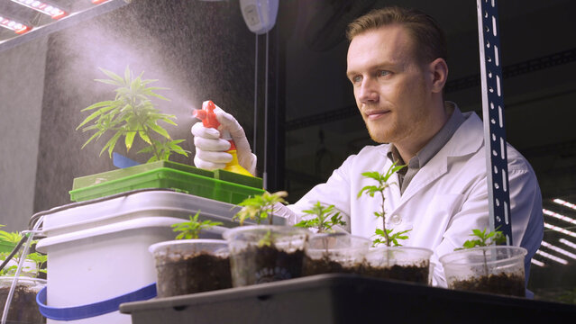 Caucasian expert cannabis scientist using foggy spray to water the marijuana seedlings in medical plant farming. Shot of researcher concentrating on take care of hemp saplings for research CBD oil. - Powered by Adobe