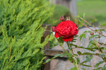 friedhof, grabdekoration © lotharnahler