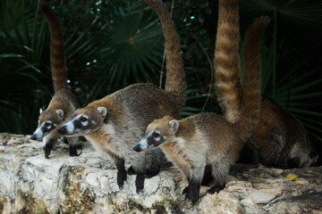 coati raccoon in mexico yucotan closeup