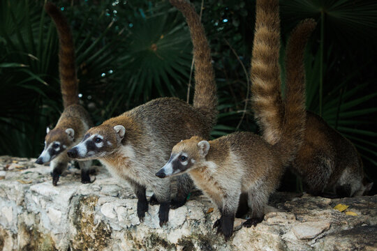 coati raccoon in mexico yucotan closeup