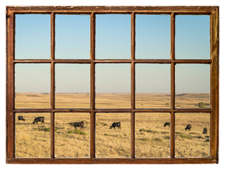 cattle grazing on a Colorado prairie as seen from a vintage sash window