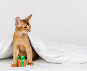 Fototapeta na wymiar Abyssinian kitten sits under a blanket on the bed