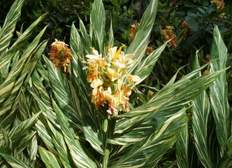 Ginger Lily 'Vanilla Ice' with peach color flowers with white and green variegated leaves