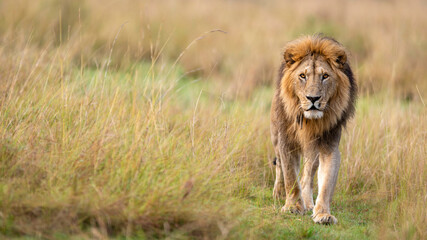 Portrait of a Lion