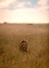 Portrait of a Lion