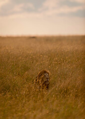 Portrait of a Lion