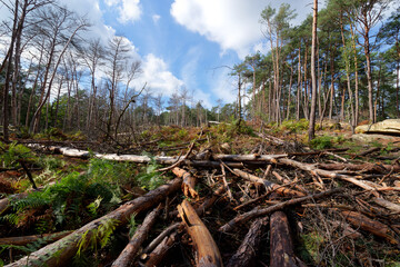 Felled tree  and  Climante change in fontainebleau forest