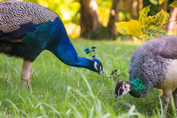 Fototapeta premium two peacocks are walking on the grass
